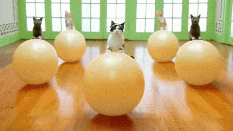 котики занимаются спортом