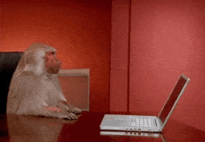 monkey beating a laptop